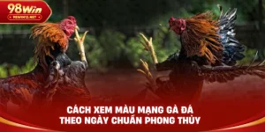 ĐÁ GÀ 98WIN - VO66