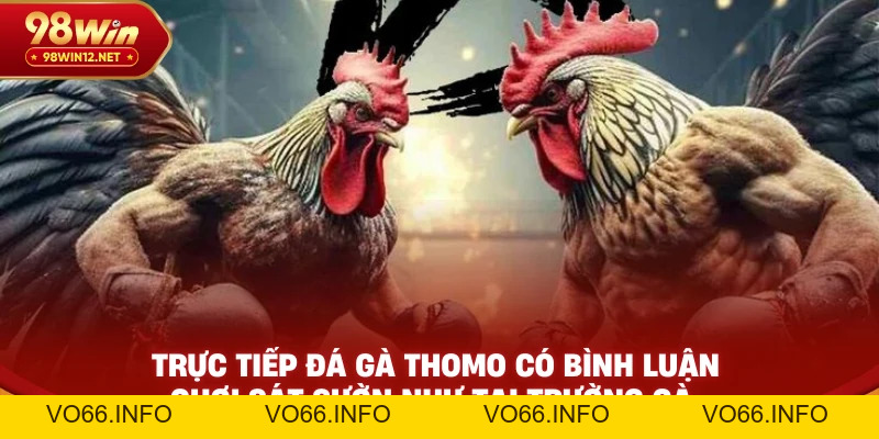 Trực Tiếp Đá Gà Thomo Có Bình Luận – Chơi Sát Sườn Như Tại Trường Gà - VO66